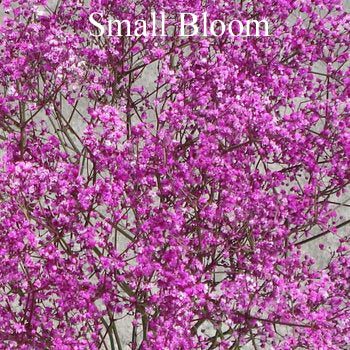 Pink Airbrushed Baby's Breath