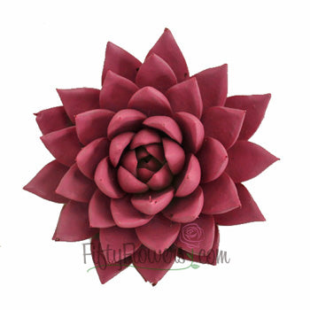 Pink Enhanced Succulent Flower