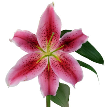 Manifesto Oriental Lily