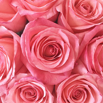 Pinkaboo Pink Rose