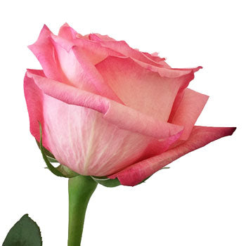 Pinkaboo Pink Rose