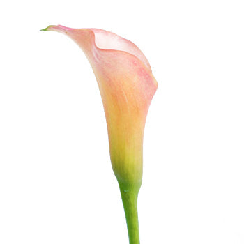 Peachy Pale Yellow Mini Calla Lily