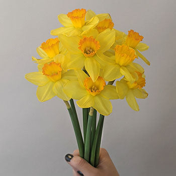 Sunset Gold Daffodil Flowers