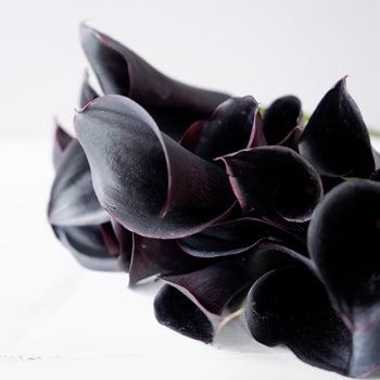 Burgundy Black Mini Calla Lily Flower