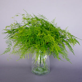 Bulk greens sold near me plumosa fern greenery designed