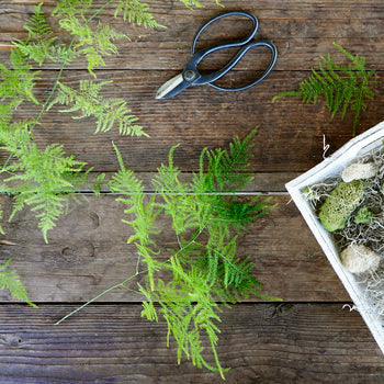 Wholesale greenery plumosa fern filler flower with bunch cutters