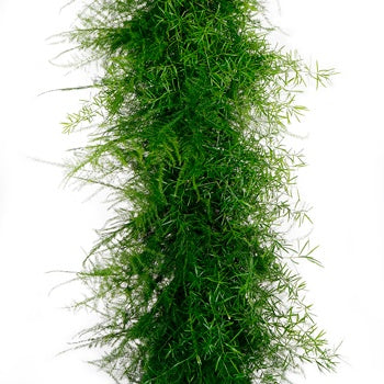 Plumosus Sprengeri Greens Garland
