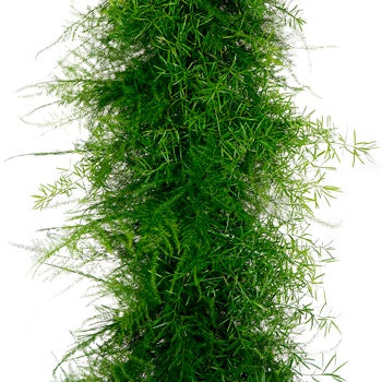 Plumosus Sprengeri Greens Garland