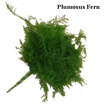 Fern and Ivy Greens Garland