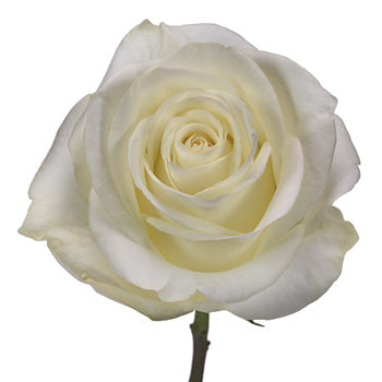Polar Star White Rose Stem