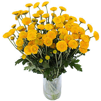 Golden Yellow Button Flower