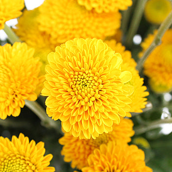 Golden Yellow Button Flower