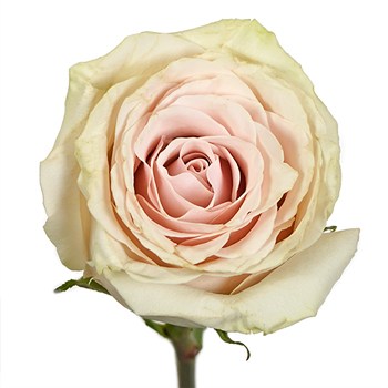 Blushing Sahara Sand Rose