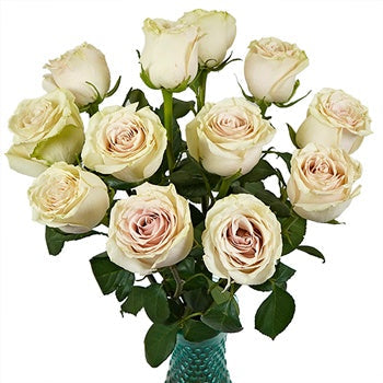 Blushing Sahara Sand Rose