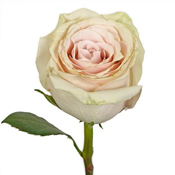 Blushing Sahara Sand Rose