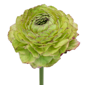 Pon Malva Ranunculus Flower