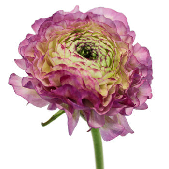 Pon Malva Ranunculus Flower