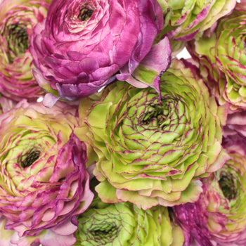 Pon Malva Ranunculus Flower