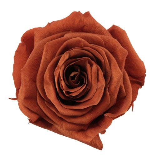 Preserved Terracotta Rose
