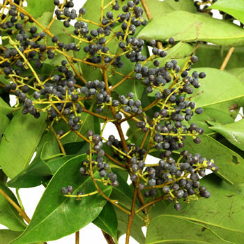 Wedding greenery privett berries wholesale fall greens filler flowers