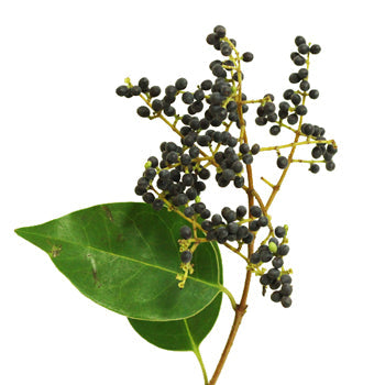 Single stem of privett berries wholesale fall greens sold near me