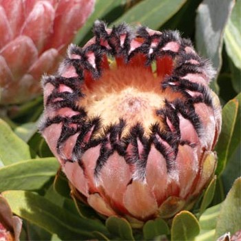 Pink Mink Queen Protea Up close