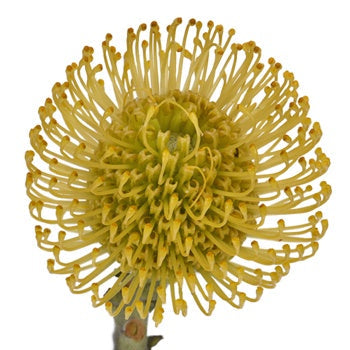 Lemon Twist Pin Cushion Flower