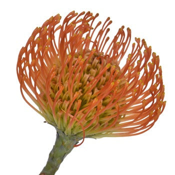 Electric Orange Pin Cushion Flower