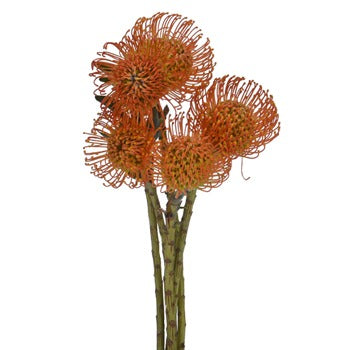 Electric Orange Pin Cushion Flower