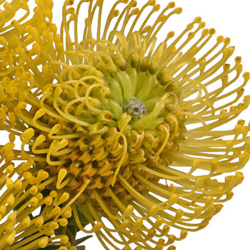 Protea Yellow Pin Cushion Flower