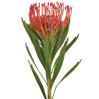 Protea Red Pin Cushion Flower
