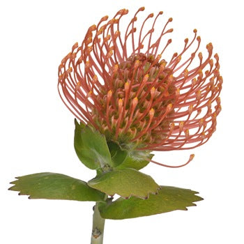 Orange Sorbet Pin Cushion Flower