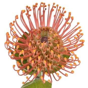 Orange Sorbet Pin Cushion Flower