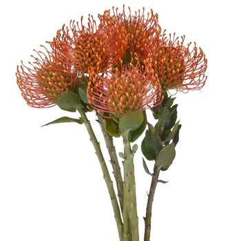Orange Sorbet Pin Cushion Flower