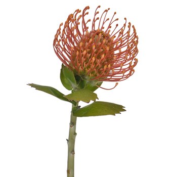 Orange Sorbet Pin Cushion Flower
