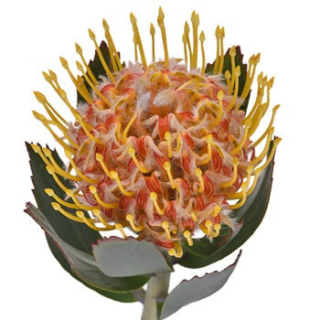 Orange Ribbon Pin Cushion Flower