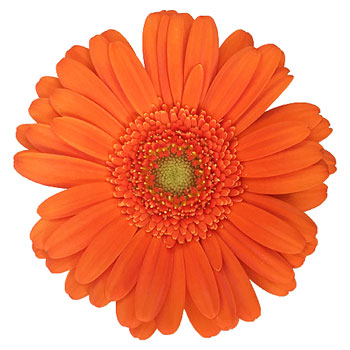 Pumpkin Orange Mini Gerbera Daisies