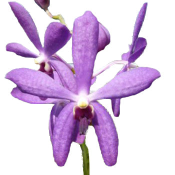 Purple Bulk Mokara Orchids