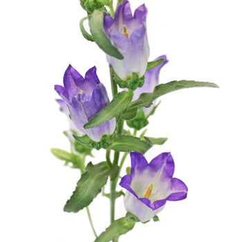 Campanulas Lavender Flower