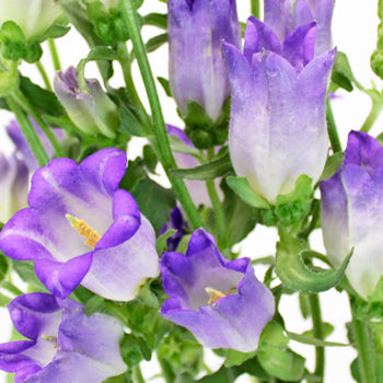 Ready To Go Wholesale Centerpieces Card
