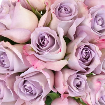 Purple Haze Sweetheart Rose