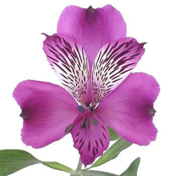 Purple Peruvian Lilies Flower