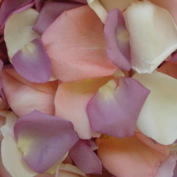 Mauve Real Rose Petals