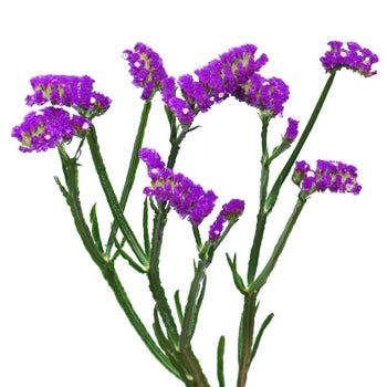 Tissue Culture Statice Purple Flower