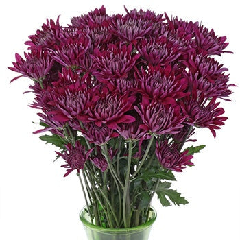 Purpleberry Dahlia Style Cushion Flower