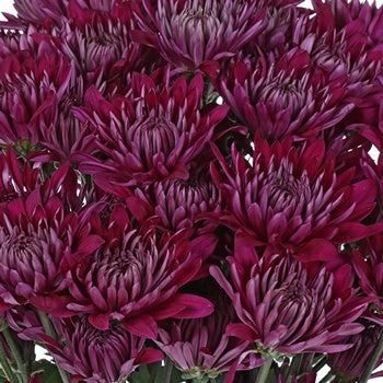 Purpleberry Dahlia Style Cushion Flower
