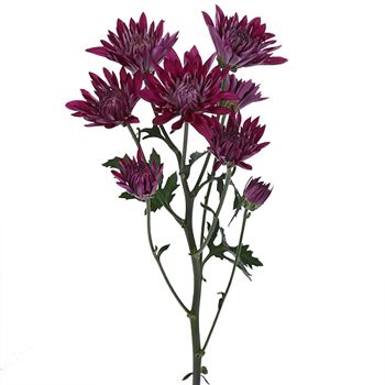 Purpleberry Dahlia Style Cushion Flower