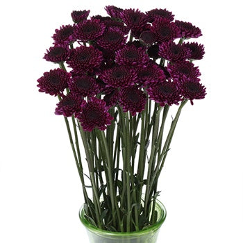 Burgundy Purple Micro Pom Cushion Flower