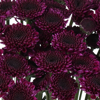 Burgundy Purple Micro Pom Cushion Flower
