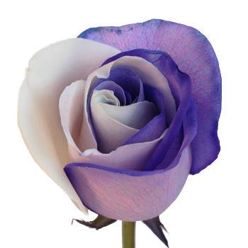 Purple and White Rainbow Roses
